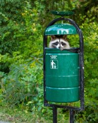 racoon trashcan Meme Template