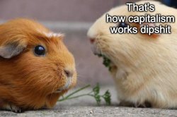 guinea pig argument Meme Template