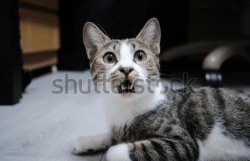 Cat surprise Meme Template