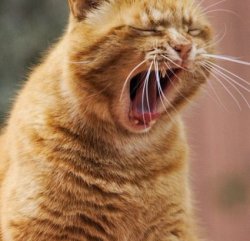 LoudCat Meme Template