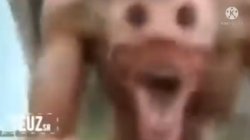 funny dog meme Meme Template