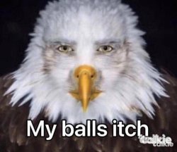 man eagle Meme Template