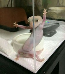 Lizard in Tank Meme Template