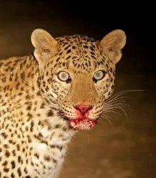 leopard Meme Template