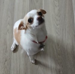 Chihuahua Meme Template