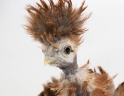 Funky Red Hen Meme Template