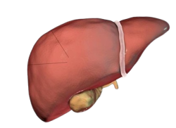 Liver go brrrrrr Meme Template