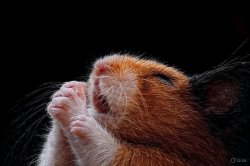 Praying rat Meme Template
