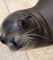 Caught Seal Meme Template