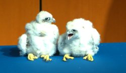 Falcon Babies Meme Template