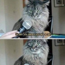 Sir you are a cat Meme Template