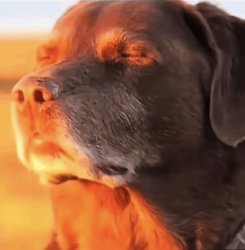 Dog meme Meme Template