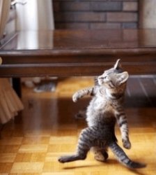 Cat standing Meme Template