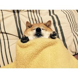 Sleepy Shiba Meme Template