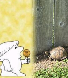 Mr turtle Meme Template