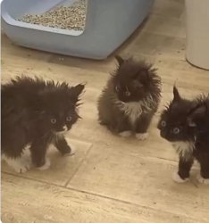 Three messy kittens Meme Template