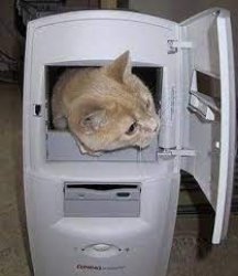 Computerz cat Meme Template
