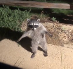 Suspicious Racoon Meme Template