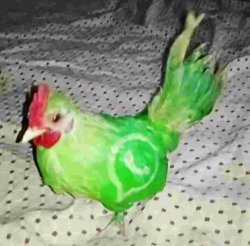 Whatsapp bird Meme Template
