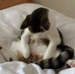 cat looking at balls Meme Template