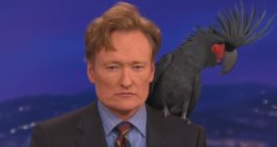 conan with bird Meme Template