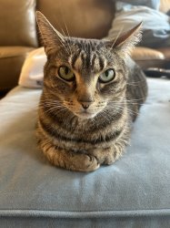POV ur a loaf of bred Meme Template