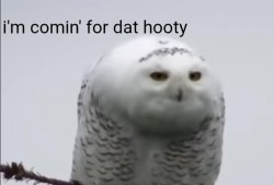 Pervy Snow Owl Meme Template