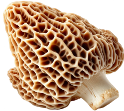 Right in front of my Morel Meme Template