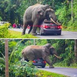 Elephant Meme Template