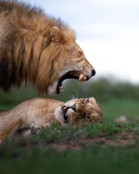 Yelling Lion Meme Template