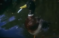 Canard fumeur Meme Template