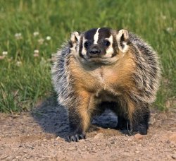 Badger. Meme Template