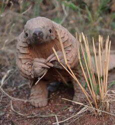 I'm sorry master Pangolin Meme Template