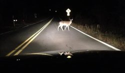 Deer Headlights Meme Template