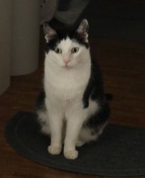 Shocked Cat Meme Template