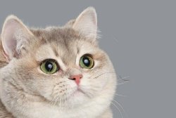 Heavy Breathing Cat Intensifies Meme Template