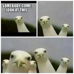 Somebody come look at this seagulls Meme Template