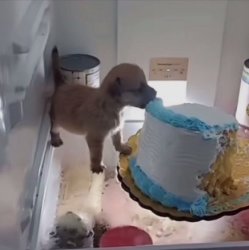perrito eating cake Meme Template