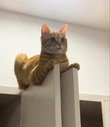 Orange cat on 2 pillars Meme Template