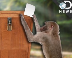 Monkey Voting Meme Template