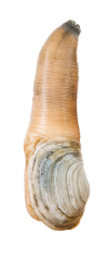 Geoduck Meme Template