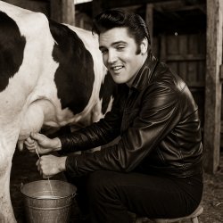 Elvis Meme Template