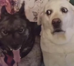 Freaky Meme Template