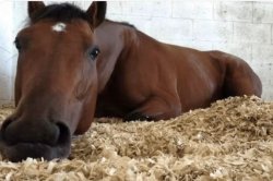 Sad Horse Meme Template