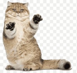 Brown cute cat Meme Template