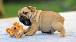 Pug with toy Meme Template