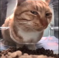 Side-eye cat Meme Template