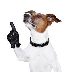 Dog Pointing Meme Template