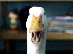 Aflac Duck Meme Template