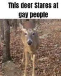 This Deer Stares At Gay People Meme Template